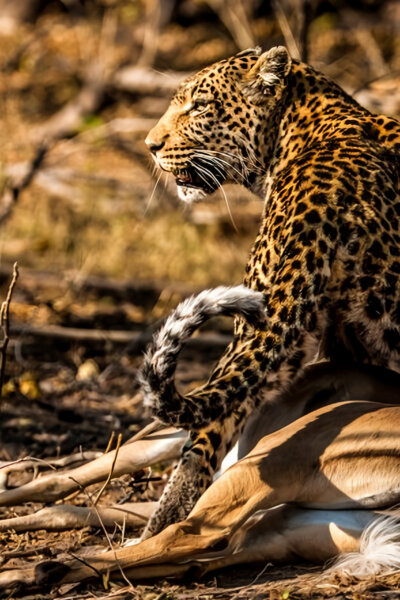 Divocí a unikátní