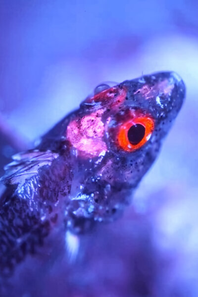 Fluorescence: Přírodní superschopnost