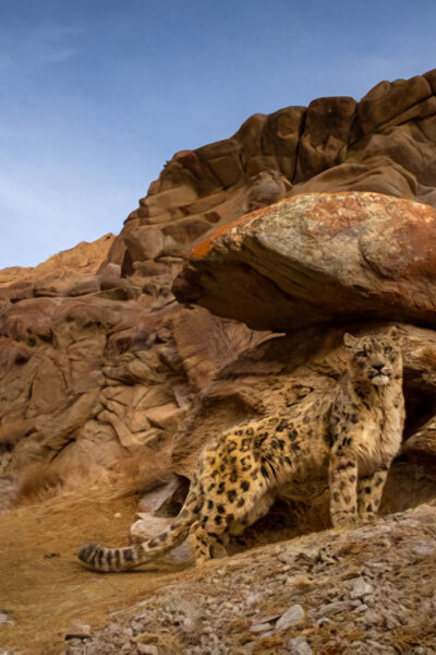 Indické divoké kočky