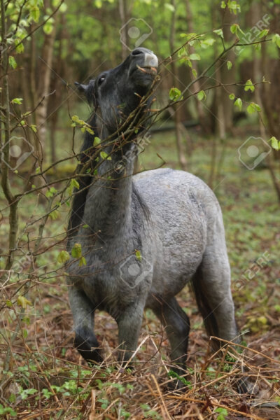 Národní park New Forest