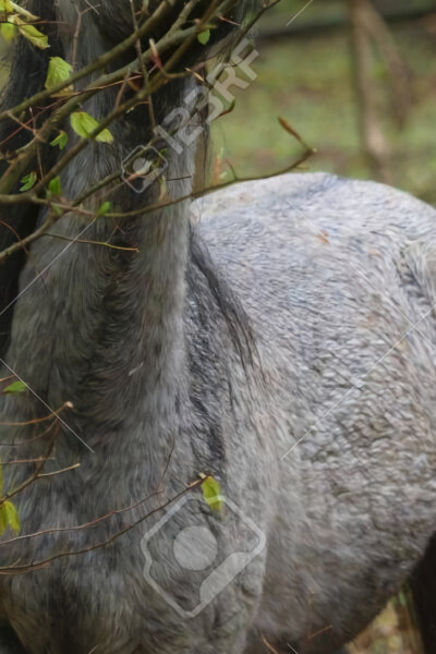 Národní park New Forest