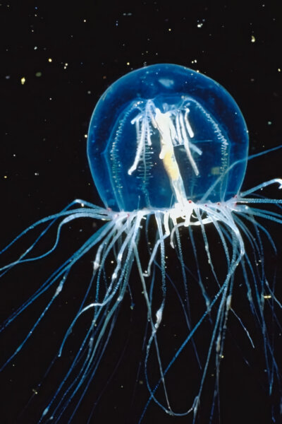 Nejnebezpečnější medúza na světě