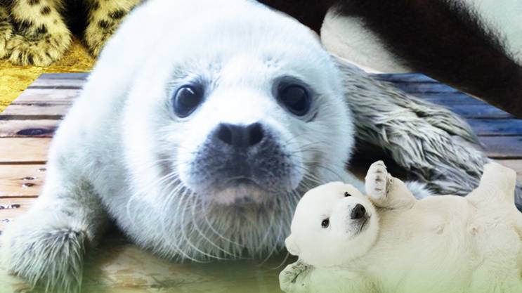 Příběhy zvířecích miminek