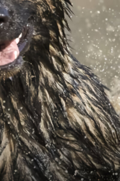 Psi: jejich neznámé dějiny