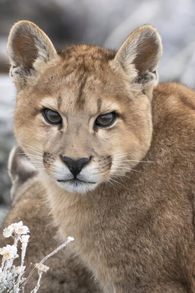 Puma – legenda z pohoří And