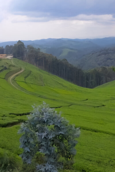 Rwanda, cena za úspěch