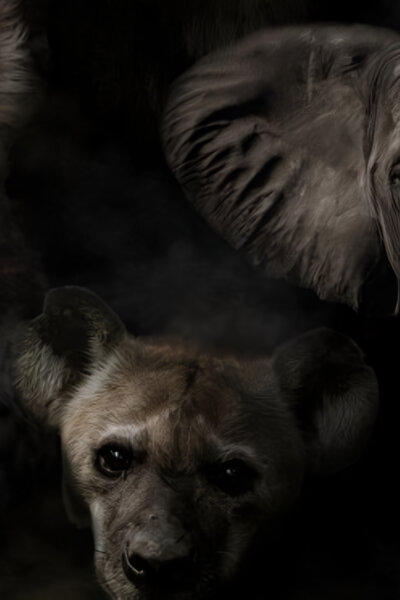 Savé Valley: Zázrak divočiny