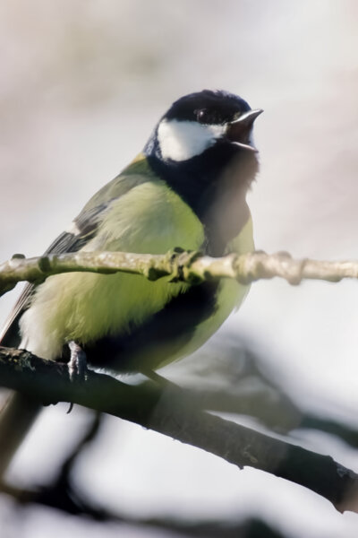 Tajný život sýkorek