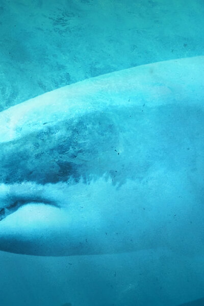 Žraločí kamufláž