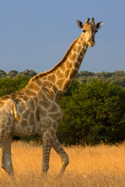 Obrazy přírody skrze různé snímací technologie