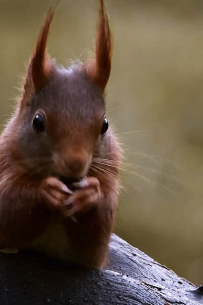 Paní veverka - dobrodružství tisíce a jednoho oříšku