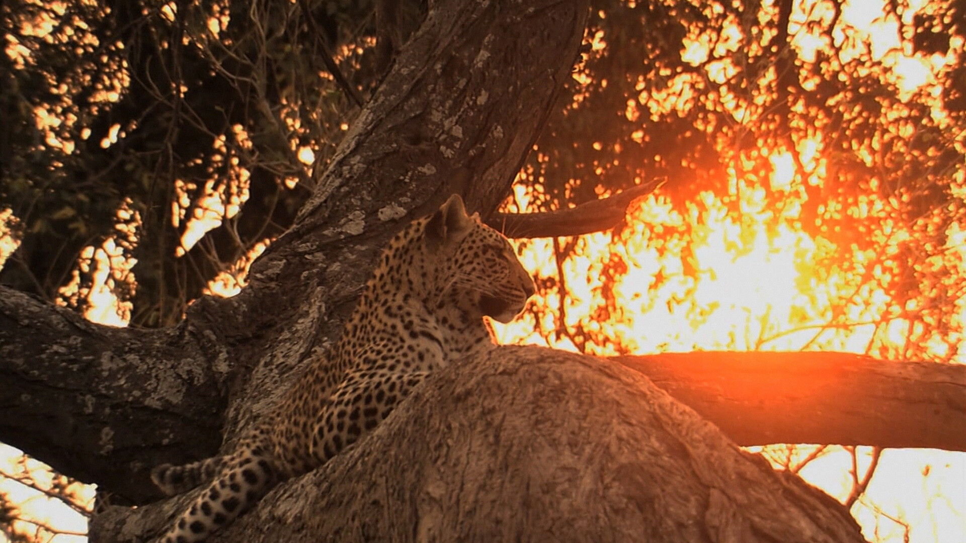 Putování za velkými kočkami