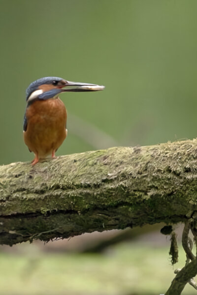 Skrytá příroda vojenských prostorů