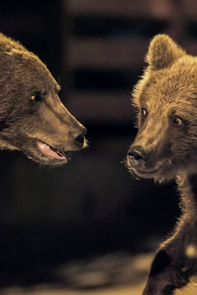 Transylvánští medvědi domácí