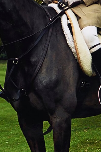 Všichni královnini koně