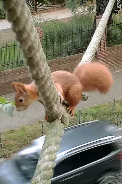 Zvířecí přechody