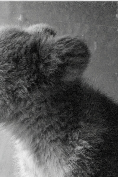 Dospívání grizzlyho: Příběh dvou sirotků