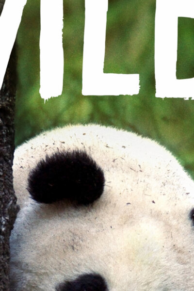 Pandy putují zpět do přírody