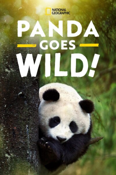 Pandy putují zpět do přírody