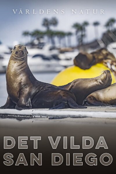 Divoké San Diego
