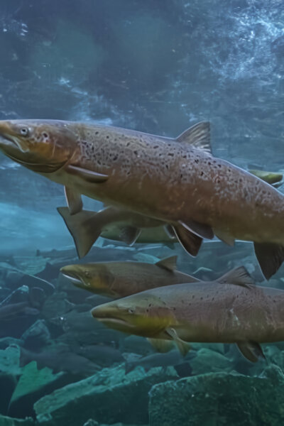 Rybí království