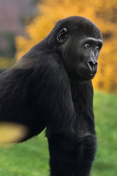 Gorilí povídání
