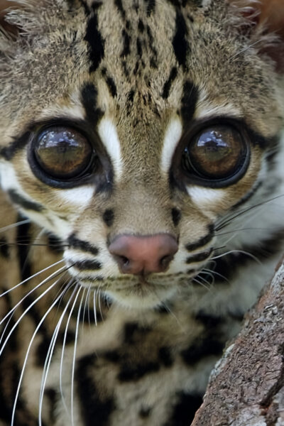 Ocelot a já