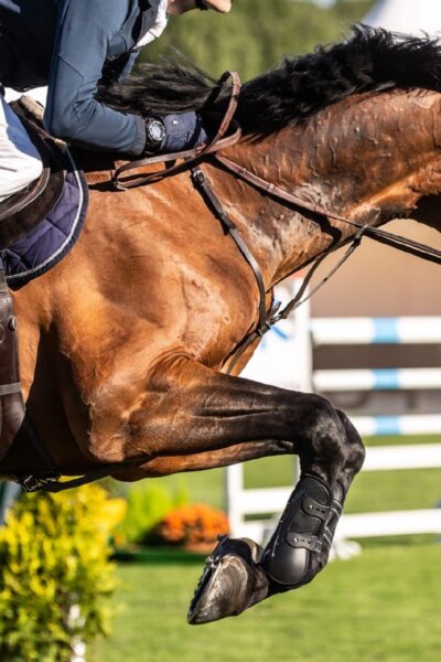 Pferdesport Global Champions Tour 2025 CSI5* Wien