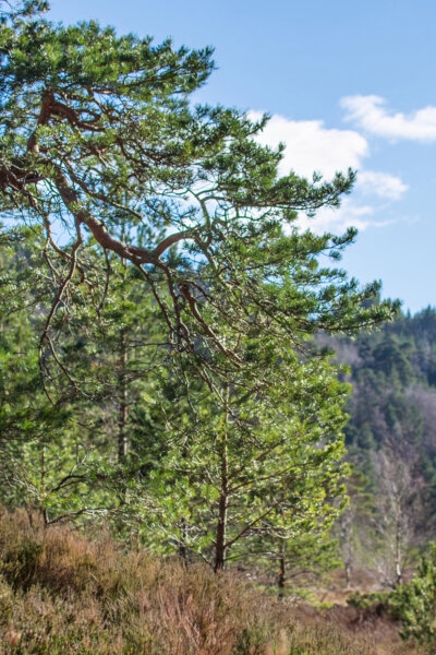 Borovice lesní - nezdolné srdce Skotské vysočiny
